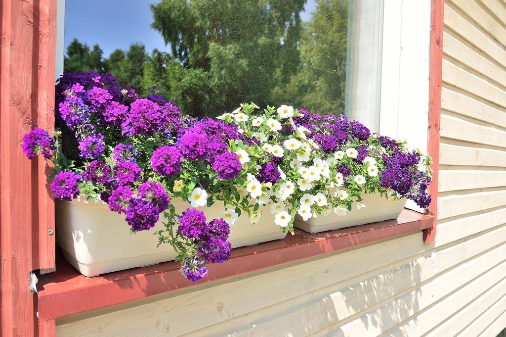 Lavandula Palanga Room photo